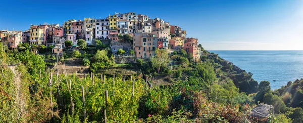 Corniglia Cinque Terre Italië Met Wijngaarden Terrassen Panorama Populaire Toeristische — Stockfoto
