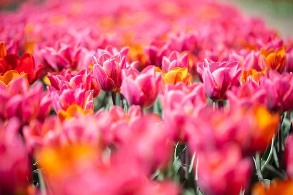 Tulipánové Pole Kvete Jaře Barevné Jaro — Stock fotografie