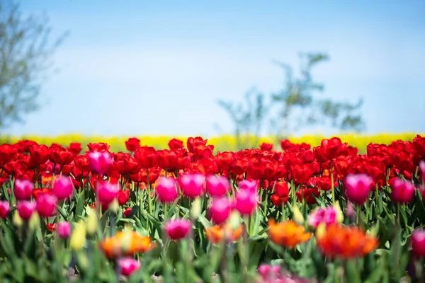 Tulp Bloemen Veld Het Voorjaar Blauwe Hemel Kleurrijke Lente — Stockfoto