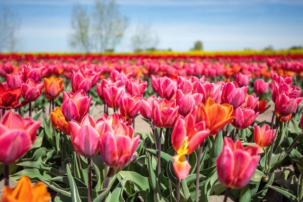 Lkbahar Çiçeklerinin Açtığı Lale Tarlası Manzarası Çiçek Yetiştirme Çiftliği — Stok fotoğraf