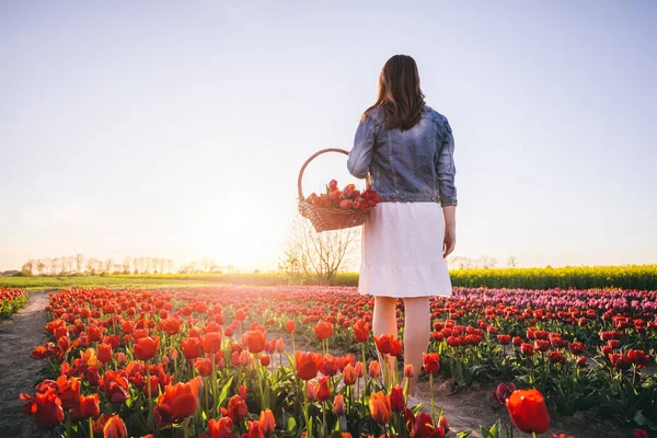 春にはチューリップ畑のバスケットに花と一緒に歩く女性 日没の光 — ストック写真