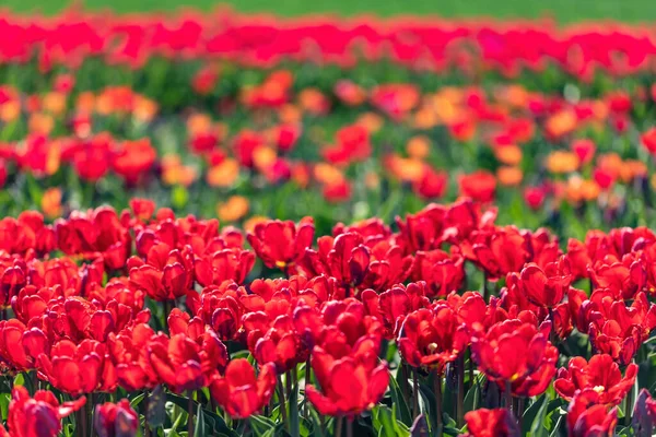 Lkbaharda Açan Lale Tarlası Çiçekleri Renkli Ilkbahar — Stok fotoğraf