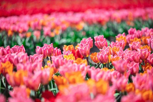 Ανθισμένα Λουλούδια Της Τουλίπας Την Άνοιξη Πολύχρωμη Άνοιξη — Φωτογραφία Αρχείου