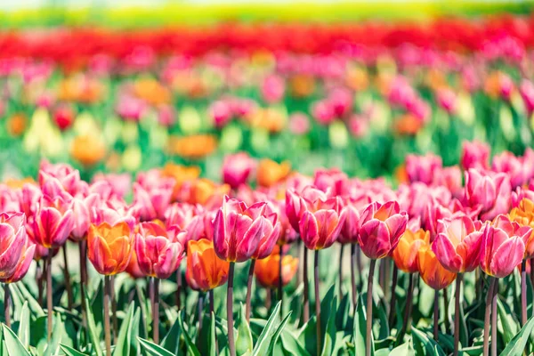 Tulpanfältet Blommar Våren Färgglada Våren Tid — Stockfoto
