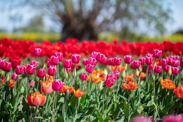 Цветы Тюльпанов Весеннем Голубом Небе Цветная Весна — стоковое фото