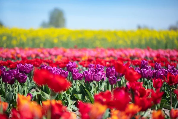 Πεδίο Λουλουδιών Τουλίπα Στον Ανοιξιάτικο Γαλάζιο Ουρανό Πολύχρωμη Άνοιξη — Φωτογραφία Αρχείου