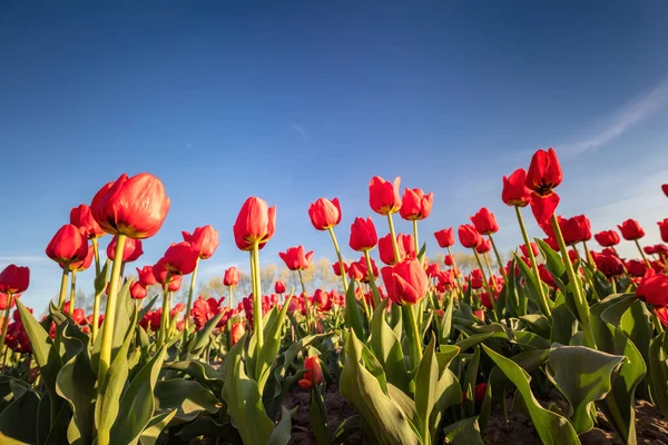 Campo Flores Tulipa Céu Azul Primavera Primavera Colorida — Fotografia de Stock