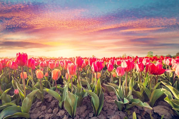 Tulipánvirág Mező Tavasszal Naplementekor Színes Tavasz — Stock Fotó