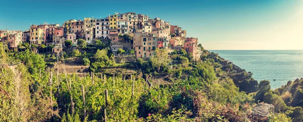 Corniglia Cinque Terre Italien Med Vingårdar Och Terrasser Panorama Populära — Stockfoto
