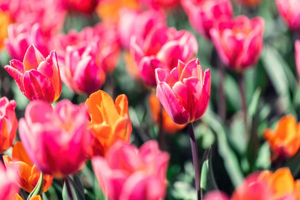 Tulpen Veld Bloemen Bloei Het Voorjaar Kleurrijke Lente — Stockfoto