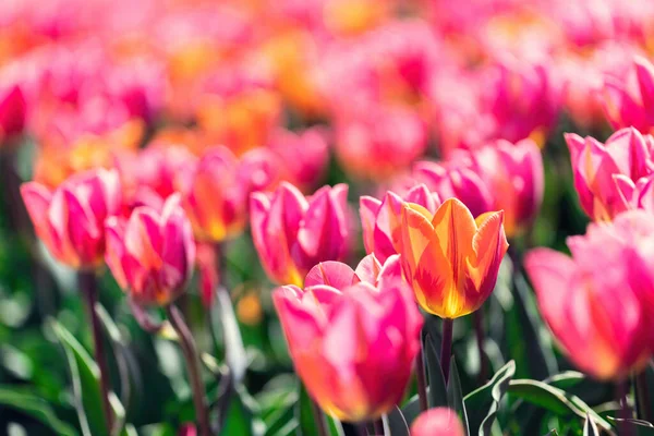 Fiori Campo Tulipani Fiore Primavera Primavera Colorata — Foto Stock