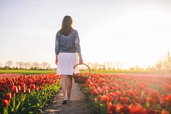 春にはチューリップ畑のバスケットに花と一緒に歩く女性 日没の光 — ストック写真