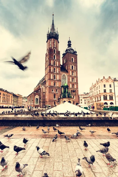 Merpati Terbang Cracow Kota Tua Polandia Dengan Basilika Santa Maria — Stok Foto