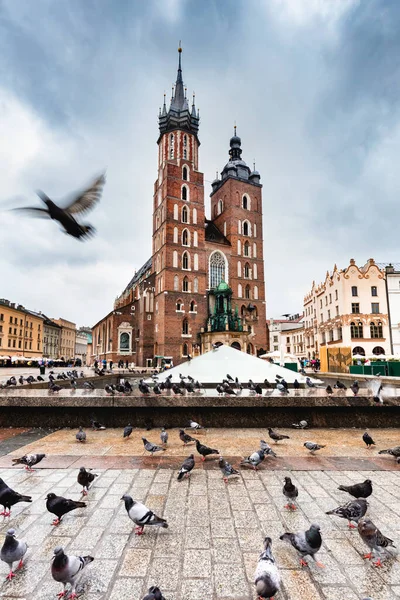 Merpati Terbang Cracow Kota Tua Polandia Dengan Basilika Santa Maria — Stok Foto