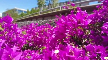 Violet bougainvillea çiçeği. Parlak doymuş renk kapat