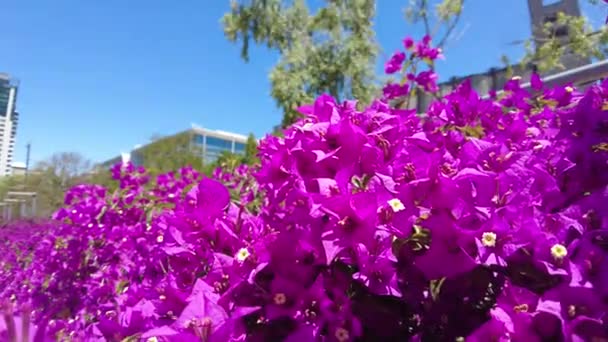 Violett Bougainvillea Blomma Ljus Mättad Färg Nära Håll — Stockvideo
