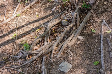 tree roots in the highlands