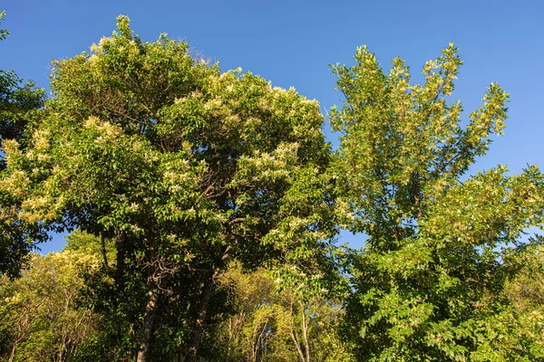 Green Tree Crowns Blue Sky — Stockfoto