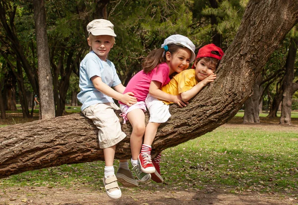 小孩子们坐在公园的一棵树上 — 图库照片