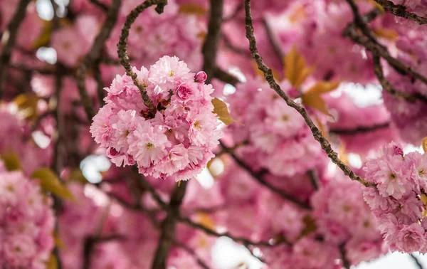 Rama Sakura Con Flores Rosas — Foto de Stock
