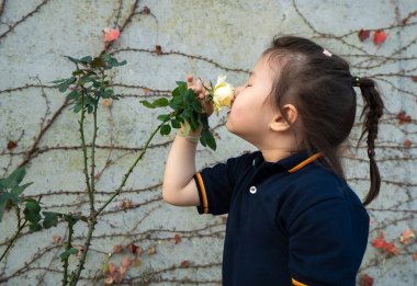 Bahçede çiçek kokan Asyalı küçük bir kız çocuğu, kırmızı gülden zevk alıyor..