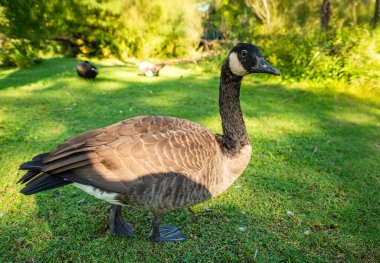 Çimen tarlasında bir ördek duruyor. Arka planda başka kuşlar da var. Ördek kahverengi ve beyazdır.