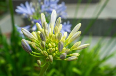 Yeşil saplı ve mavi merkezli bir çiçek. Çiçek yeşil yapraklarla çevrilidir.