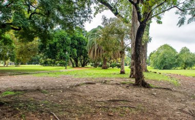 Ortasında büyük bir ağaç olan bir park. Ağaç çimen ve yapraklarla çevrilidir. Parkta banklar var.