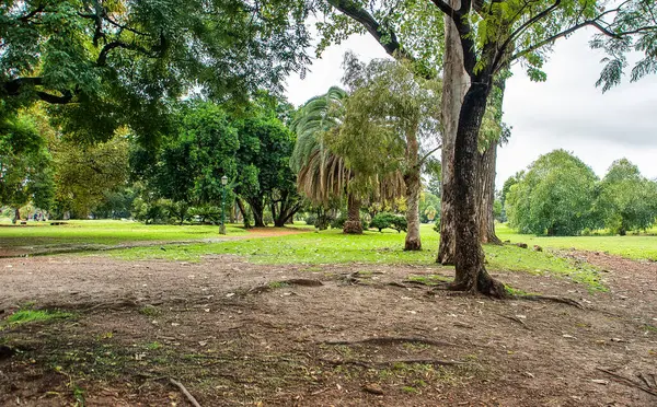 Ortasında büyük bir ağaç olan bir park. Ağaç çimen ve yapraklarla çevrilidir. Parkta banklar var.