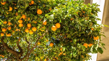 Üzerinde bir sürü portakal sallanan bir ağaç. Portakallar olgunlaştı ve toplanmaya hazır. Ağaç meyve dolu ve görülecek güzel bir manzara.