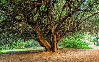 Gövdesi kahverengi ve birkaç tümseği olan büyük bir ağaç. Ağaç çimenli bir alanla çevrilidir.
