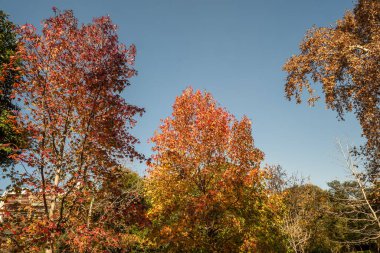 Sarı ve yeşil yapraklı bir ağaç. Yapraklar ağaçta ve gökyüzü mavi.