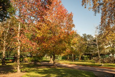 Parlak kırmızı yapraklı büyük bir ağaç bir parkta duruyor. Yapraklar ağaçtan düşüyor ve güzel bir sonbahar manzarası yaratıyor. Ağaç parkın ortasında yer almaktadır.