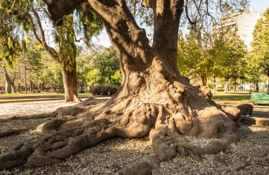 Büyük bir kök sistemine sahip büyük bir ağaç. Ağaç çakıllarla çevrili. Arka planda bir bank var.