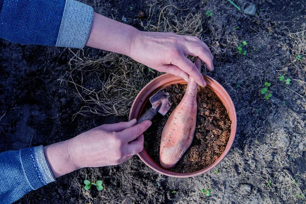 庭師の手は発芽のために土の入った鍋にサツマイモを植え — ストック写真
