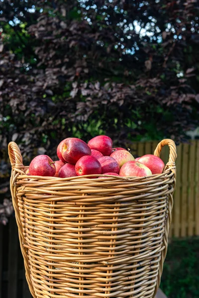 Weidenkorb Voller Frischer Äpfel Herbsternte Bei Sonnenuntergang — Stockfoto