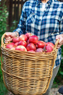 Kadının elinde içi taze elma dolu hasır sepet var. Sonbahar hasadı yakın plan..