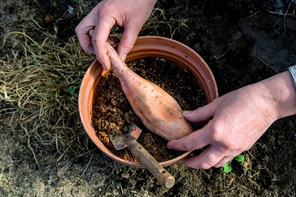 発芽のために地面にサツマイモを植える手 — ストック写真