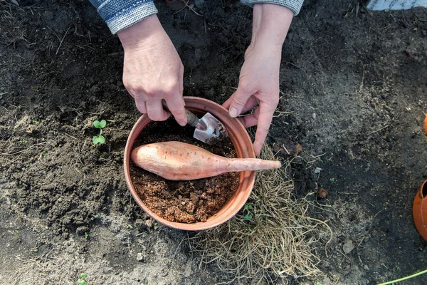 Tuinman Handen Planten Zoete Aardappelen Een Pot Met Aarde Voor — Stockfoto