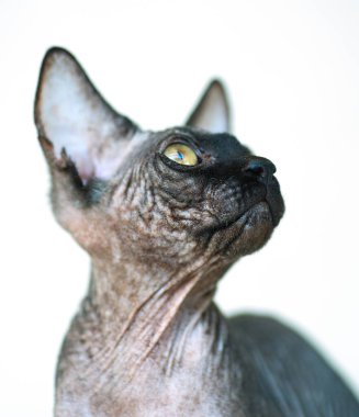 Genç bir elf yavrusunun portresi. Yakın plan. Yavru kedi yukarı bakıyor. Seçici odaklanma. Gün ışığı.