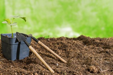 Küçük bahçe tırmığı, sebze filizli kürek. Metin için yer