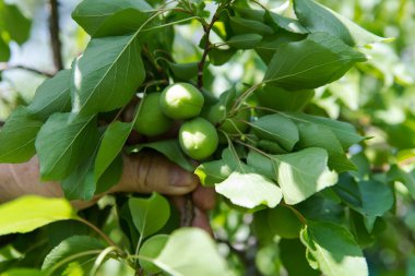 Bahçıvanın eli olgunlaşmamış şeftali böğürtlenlerini tutar. Şeftali dalda olgunlaşır..