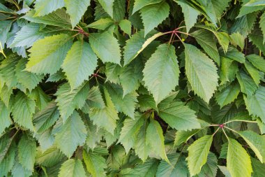 Yaban üzümlerinden oluşan yeşil yapraklardan oluşan bir duvar. Geçmişi. Metin için boşluk.