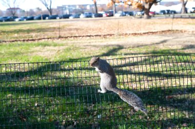 Washington 'un tarihi merkezinde sincap, Parkta plastik çit, sonbahar.