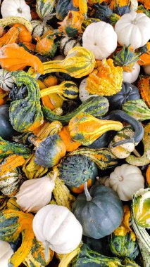 Sonbahar çiftçi pazarında Şükran Günü için çeşitli şekil ve renkte balkabakları.
