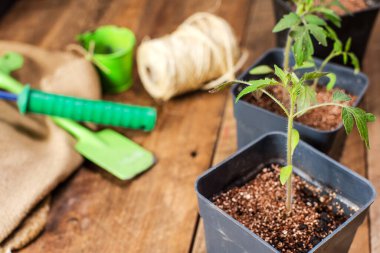 Seedlings grown in pots are ready for planting in the ground. Garden tool, shovel and rake. Close-up, selective focus, space for text.