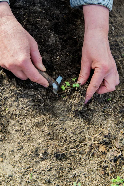 hands planting seedlings in the ground. Seasonal work of the gardener and farmer. Gardening concept.