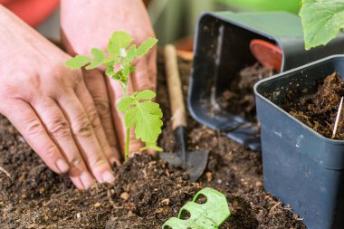Farmer planting young seedlings in the ground. Spring vrepya seedlings and seedlings.