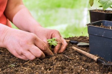 Close-up of hands transplanting seedlings. Preparing seedlings for new growth and seasonal planting. Gardening concept.