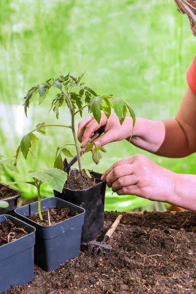 Close-up of hands transplanting seedlings. Preparing seedlings for new growth and seasonal planting. Gardening concept.
